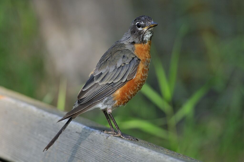 American Robinimmature