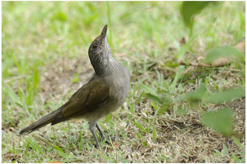 Pale-breasted Thrushadult