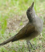 Pale-breasted Thrush