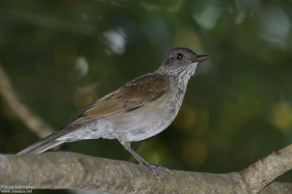 Pale-breasted Thrushadult