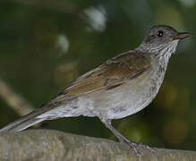 Pale-breasted Thrush