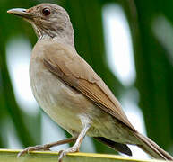 Pale-breasted Thrush