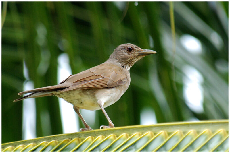 Pale-breasted Thrushadult