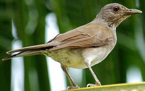 Pale-breasted Thrush