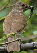 Pale-breasted Thrush