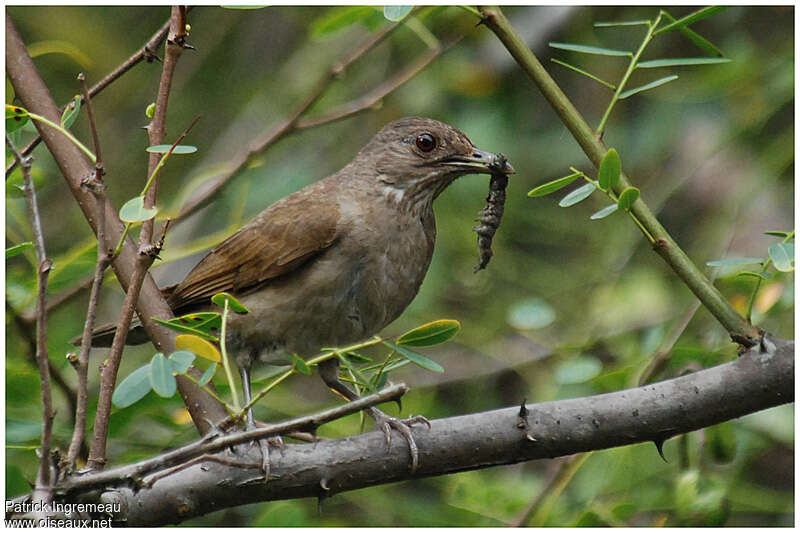 Pale-breasted Thrushadult breeding, feeding habits