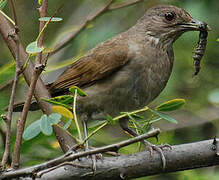 Pale-breasted Thrush