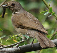 Pale-breasted Thrush