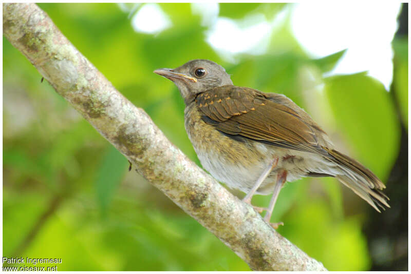 Pale-breasted Thrushjuvenile, identification