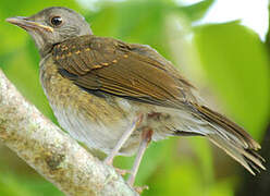 Pale-breasted Thrush