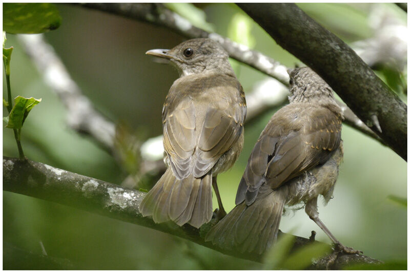 Pale-breasted Thrushjuvenile