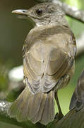 Pale-breasted Thrush