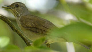 Pale-breasted Thrush