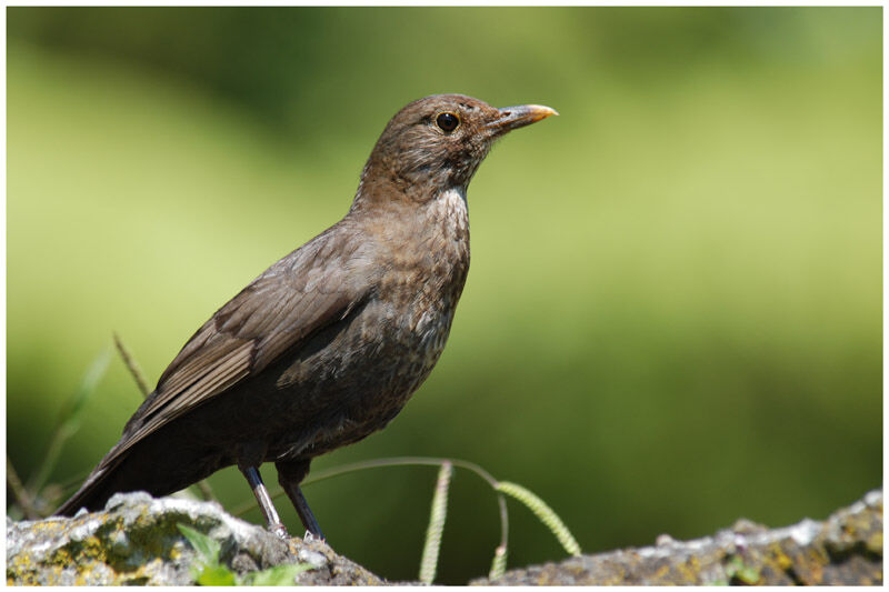 Common Blackbird female adult