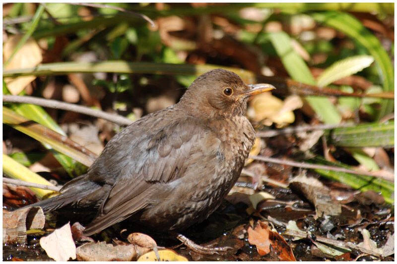 Common Blackbird female adult