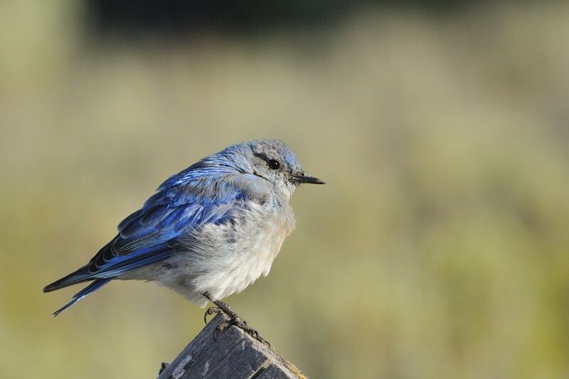 Mountain Bluebirdadult