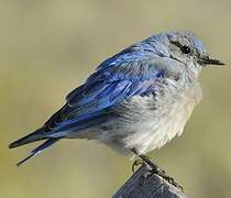 Mountain Bluebird