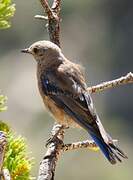 Western Bluebird