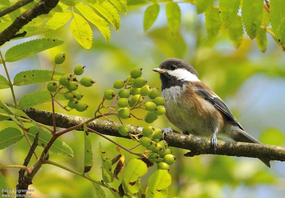 Mésange à dos marronadulte