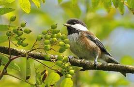 Mésange à dos marron