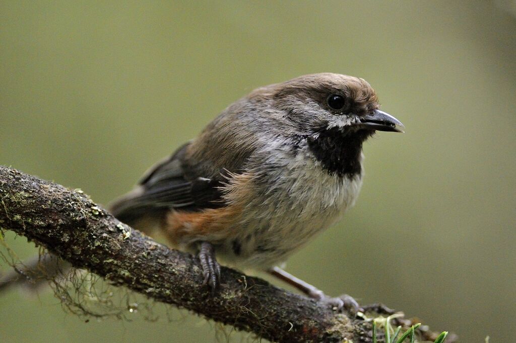 Mésange à tête bruneadulte