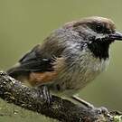 Mésange à tête brune
