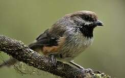 Mésange à tête brune