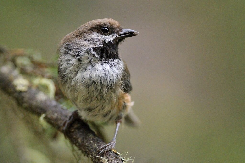 Mésange à tête bruneadulte