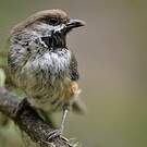 Mésange à tête brune