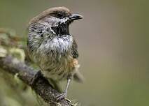 Mésange à tête brune