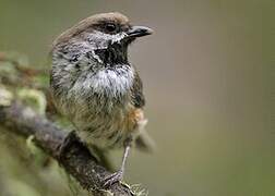 Boreal Chickadee