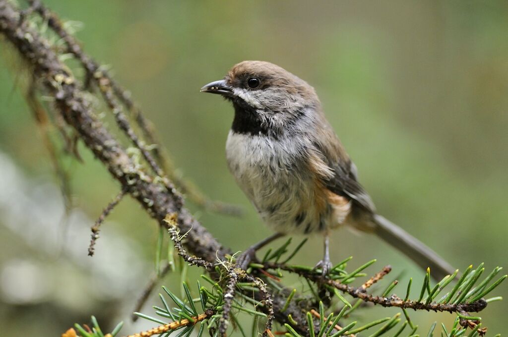 Mésange à tête bruneadulte