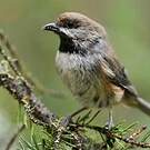 Mésange à tête brune