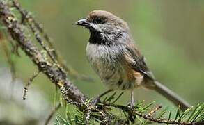 Boreal Chickadee