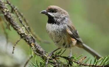 Mésange à tête brune