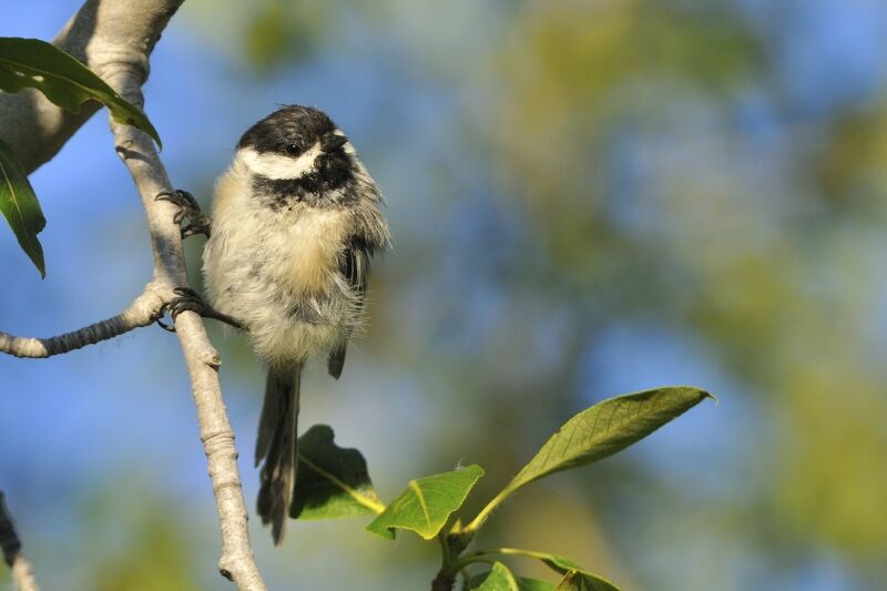 Mésange à tête noireadulte