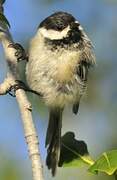 Black-capped Chickadee