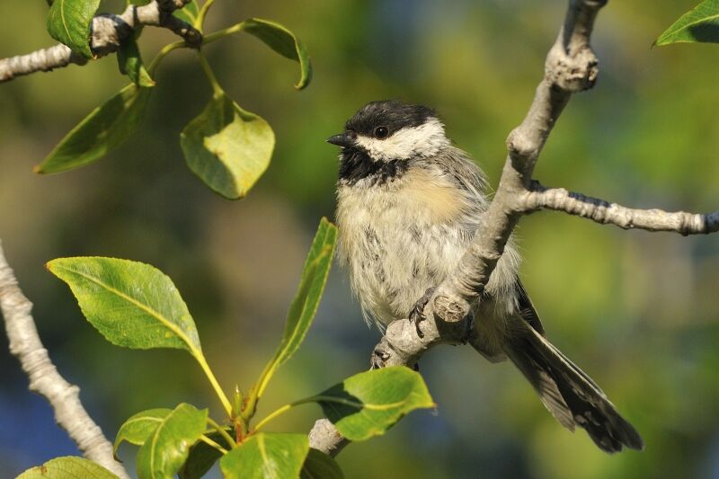 Black-capped Chickadeeadult