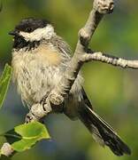 Black-capped Chickadee