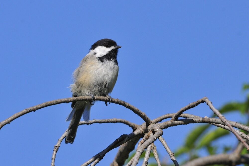 Mésange à tête noireadulte