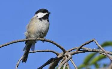 Mésange à tête noire