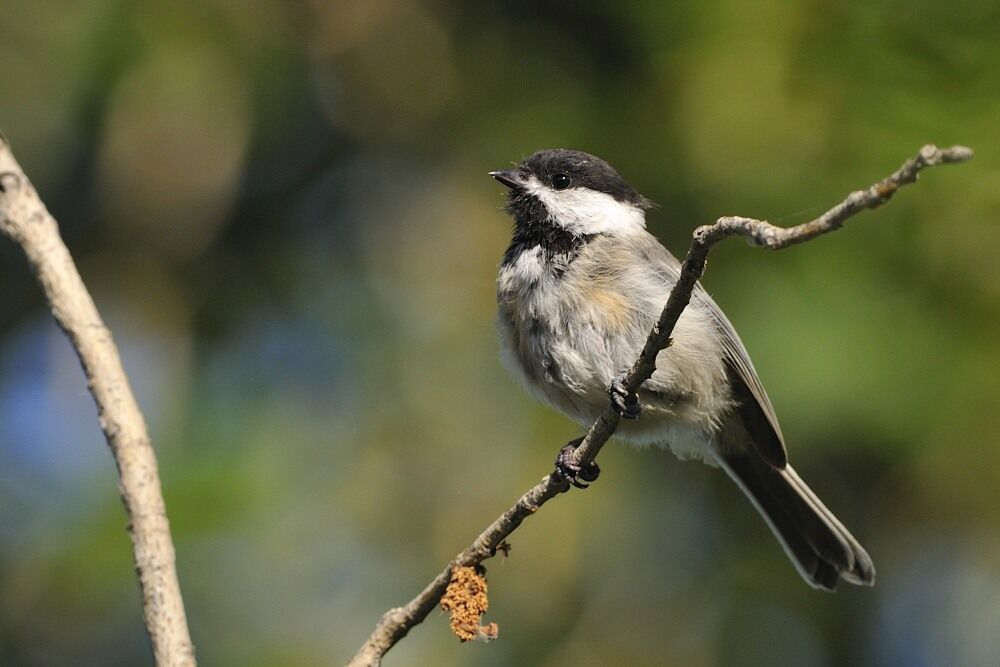 Black-capped Chickadee