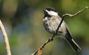 Mésange à tête noire