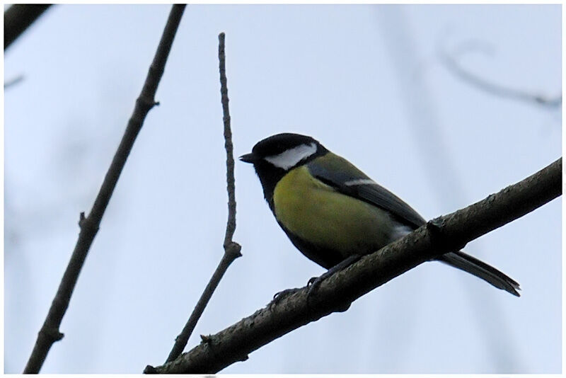 Mésange charbonnièreadulte