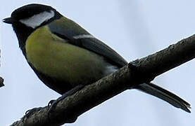 Great Tit