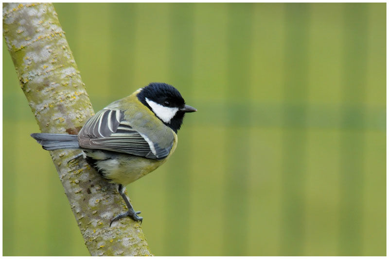 Mésange charbonnièreadulte