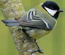 Great Tit