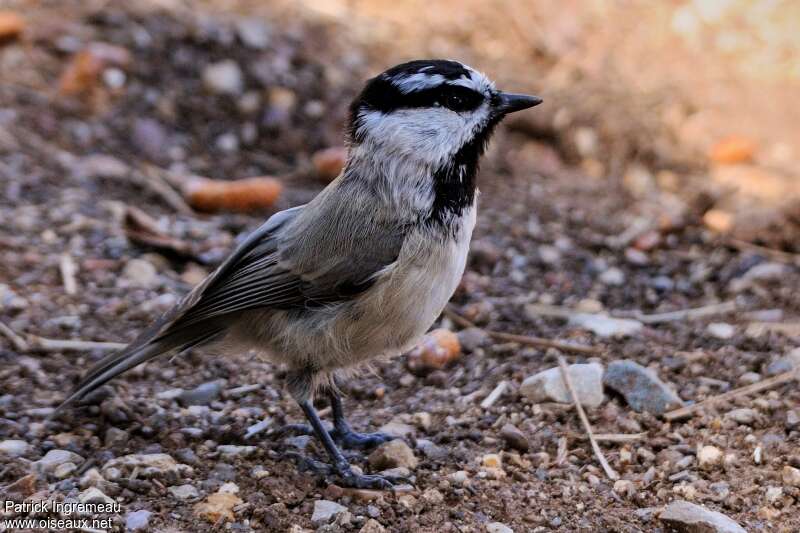 Mésange de Gambeladulte, identification