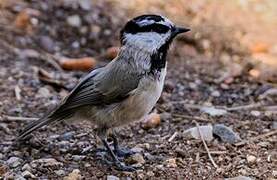 Mésange de Gambel