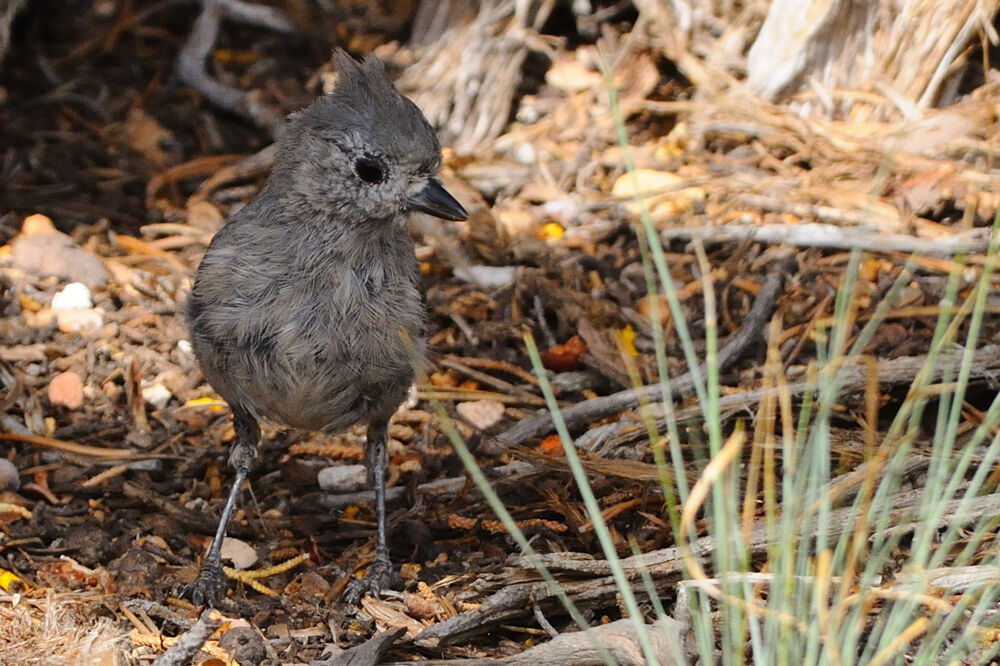 Juniper Titmouseadult